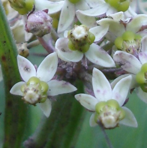 Xysmalobium involucratum purple patches